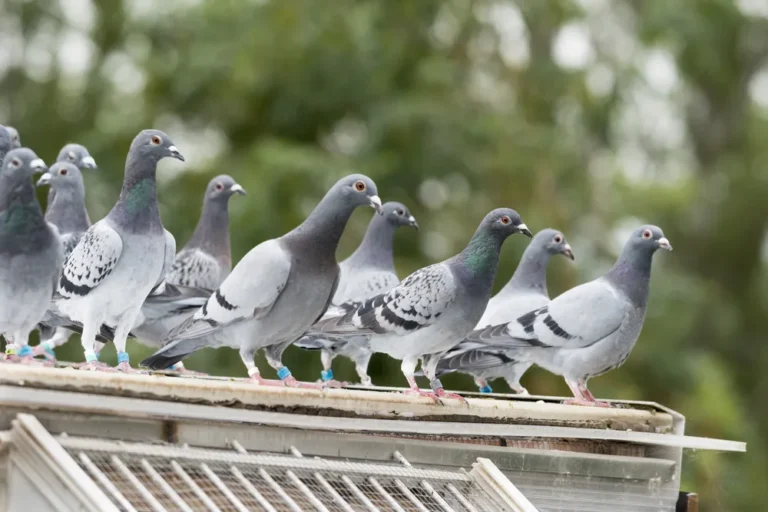 Bird Control Services